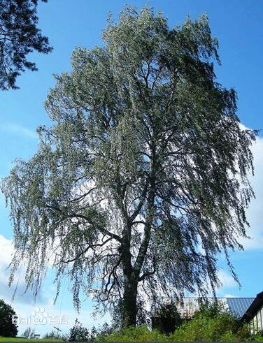 桦木树